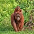 Ape Cam – San Diego Zoo