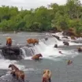 Brooks Falls – Urso Pardo e Salmão