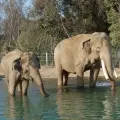 Elephants – San Diego Zoo