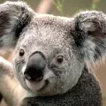 Koala Cam – San Diego Zoo