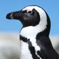 Penguins – San Diego Zoo
