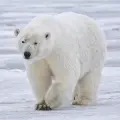 Polar Bears Cam – San Diego Zoo