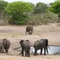 Tembe – Tembe Elephant Park