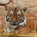 Tigers Cam – San Diego Zoo